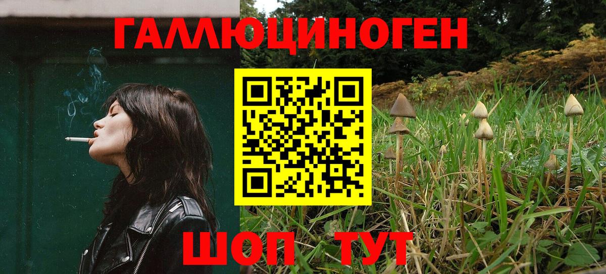 Псилоцибиновые грибы Psilocybe Туапсе